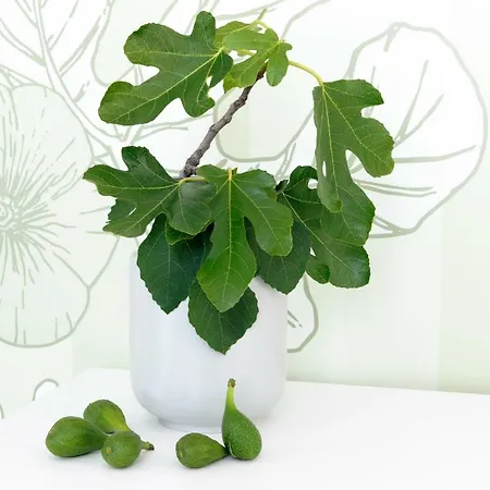 Гостьовий будинок Mak Luxury